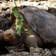 Illustration for article titled Lonesome George, the Worlds Last Pinta Giant Tortoise, Passes Away at 100